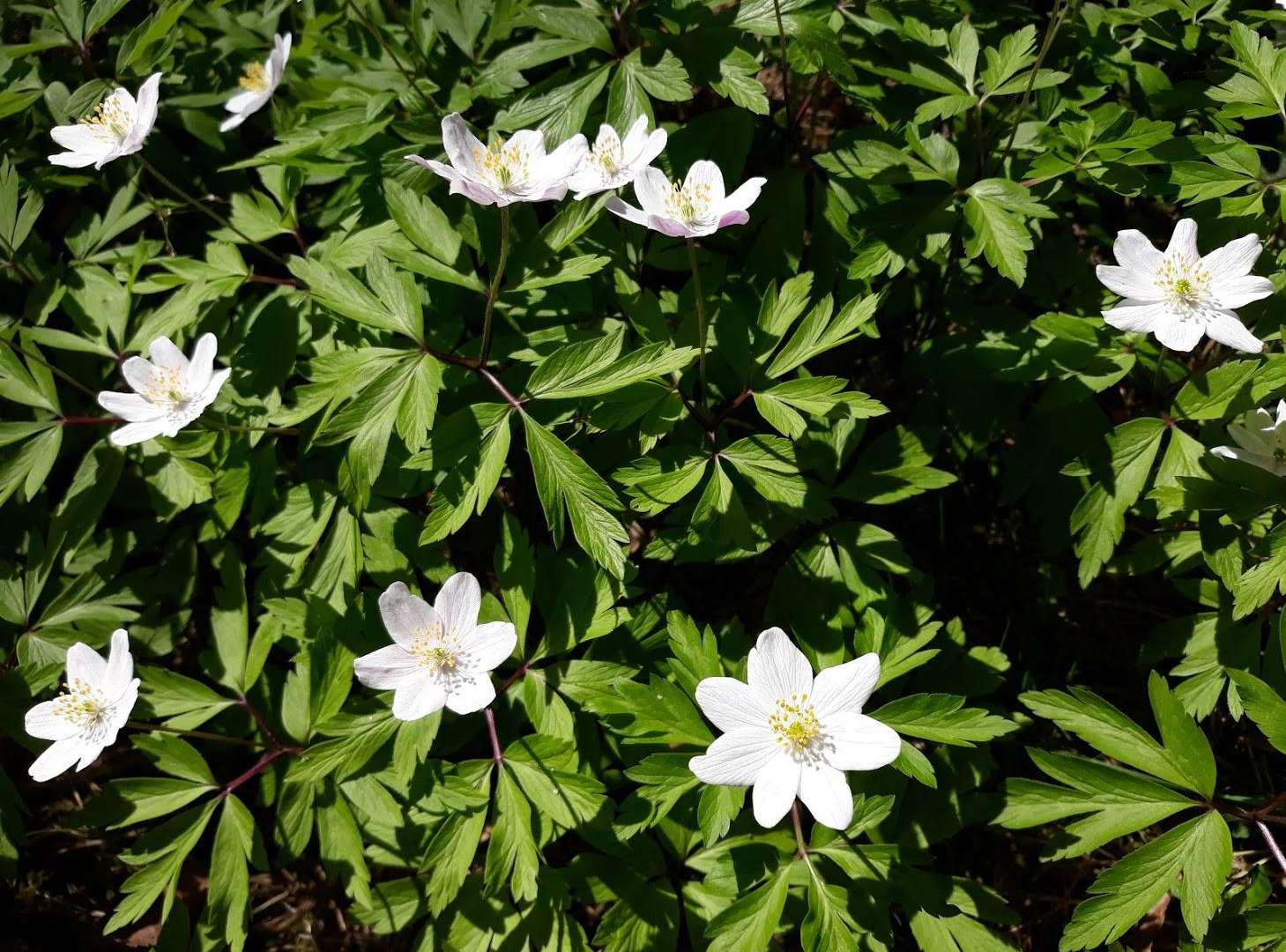 Valkovuokot kukkivat Hörtsänän arboretumissa.