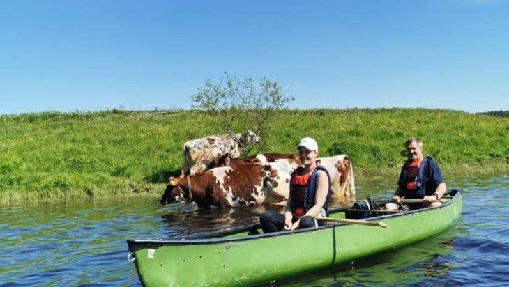 Melojat kanootissa, rantavedessä käyskentelee lehmiä.
