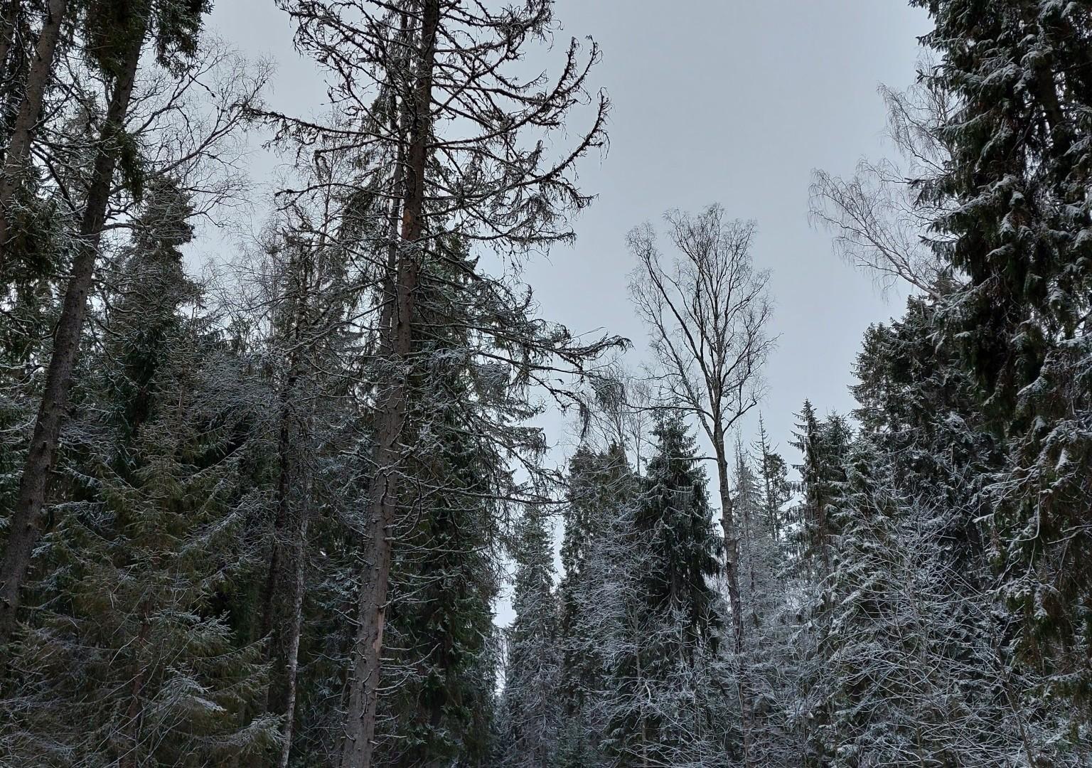 Luminen metsätie.