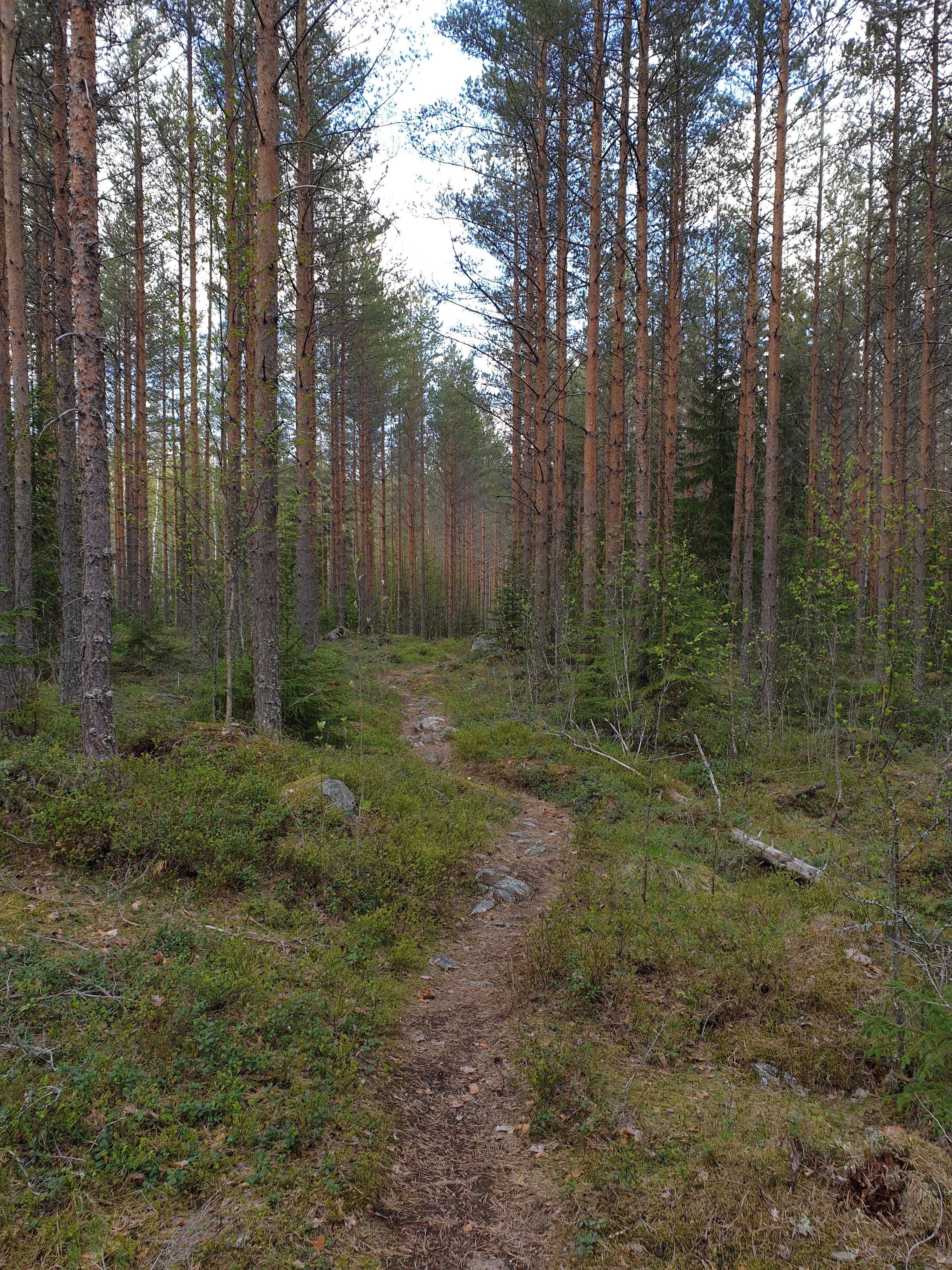 Teerijärven metsissä pääsee liikkumaan polkuja pitkin.