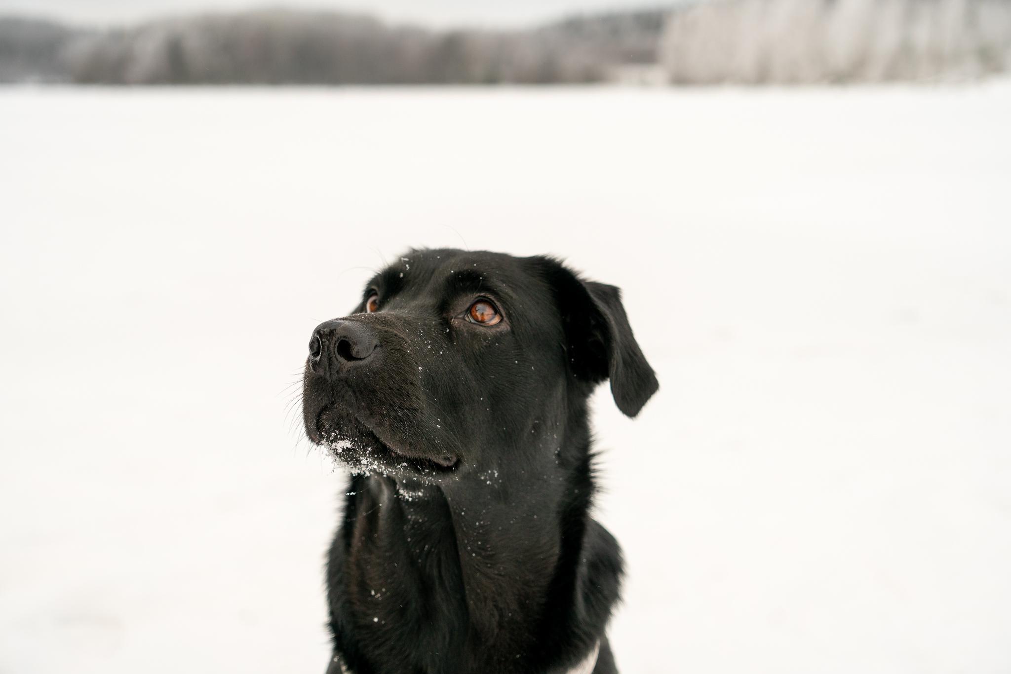 Koira järven jäällä.