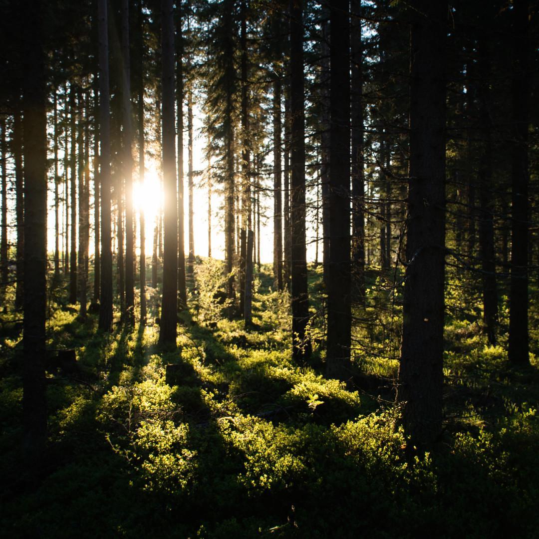 Metsää, jonka taakse laskee aurinko.
