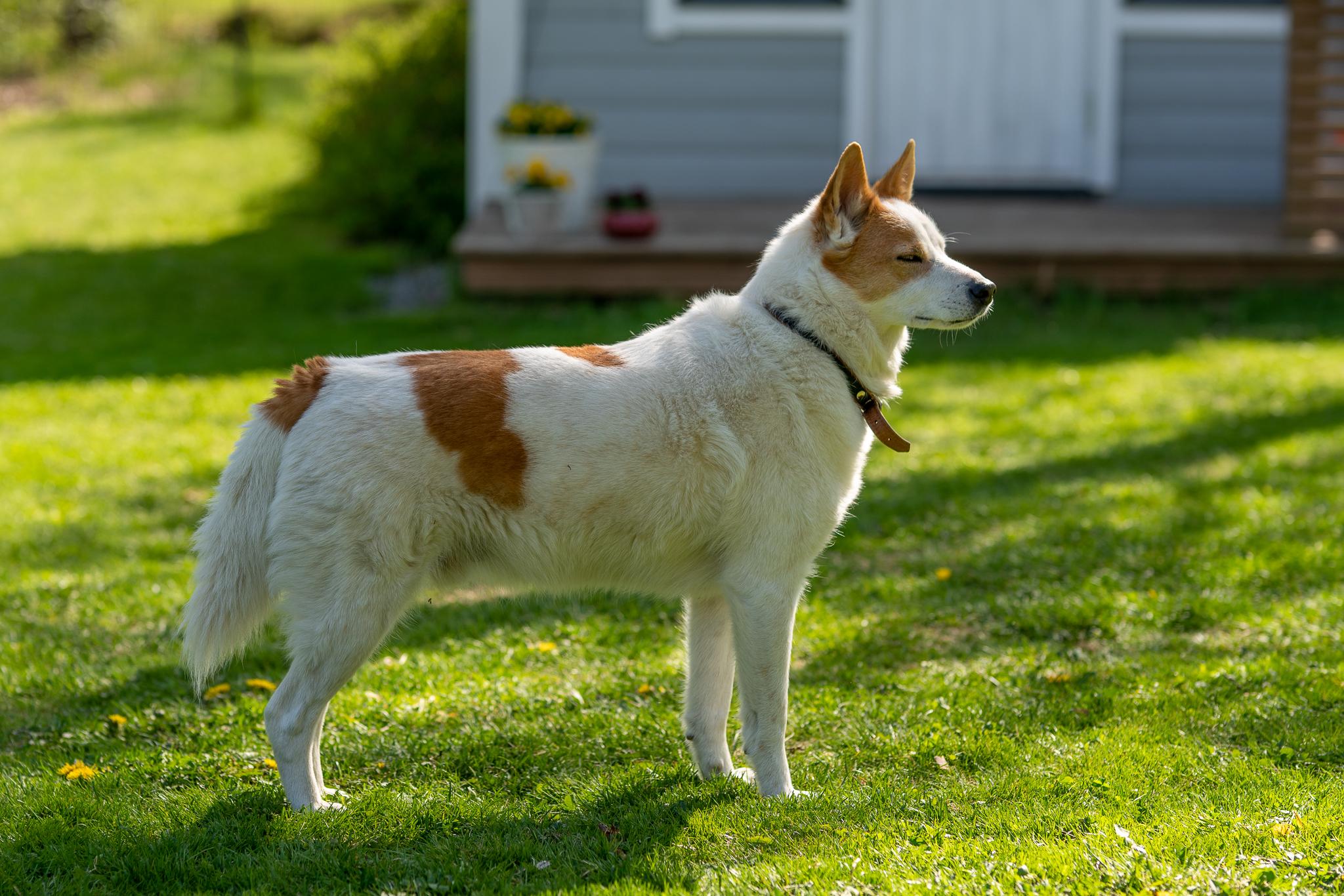 Koira seisoo kesäisellä nurmikolla omakotitalon pihalla.
